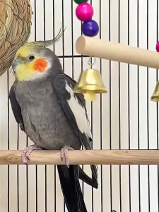 กรงทรงบ้าน กรงนก กรงเพาะนก กรงสัตว์เลี้ยงแข็งแรงทนทาน กรงนกแก้ว กรง กรงนก ขนาด ใหญ่ ๆ กรงนกขนาดใหญ่