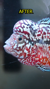 BERRITZ Makanan Pelet Louhan Red Visco Strong Booster Color