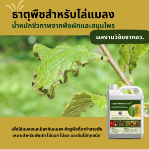 น้ำหมักชีวภาพธาตุพืชสำหรับไล่แมลง ผลงานวิจัยจากอว.