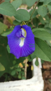 ANAK POKOK BUNGA TELANG / BLUE PEA PLANT / 100 PCS BLUE PEA SEEDS / 蓝花树 / 蓝种子花100颗