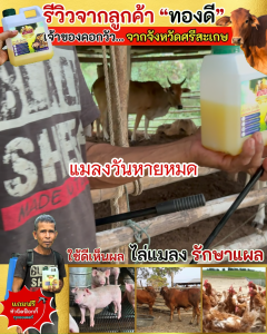 ทองดี ผลิตภัณฑ์ดูแลวัว ควาย ไก่ ดูแลสัตว์ในคอก ไล่ยุง ไล่แมลง บอกลาแมลงรบกวน ขนาด 1 ลิตร แถมฟรี!! หัวฉีดฟ็อกกี้ 1 ชิ้น ฉีดพ่นตัววัวได้