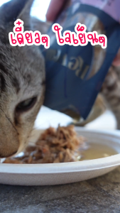 70-90g กป อาหารแมว 24 กระป๋องเปลือย ราคาถูก อาหารสุนัข กระป๋องเปลือย