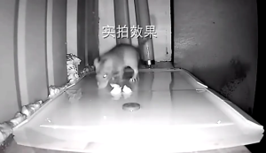 (5/10/20PCS)Sticky Glue Trap High Effective Mouse Board Rodent Rat Snake Bugs Catcher Pest Control Non-Toxic Strong Sticky Mouse Catcher Rat Snake Bugs Mice Trap Catcher Board