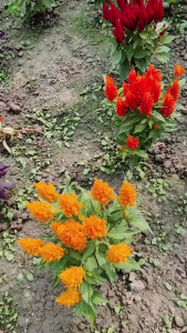 Hạt giống hoa mào gà  mix màu -Gói 50 hạt