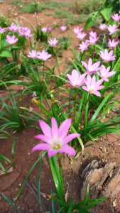 Twinsdaily. Umbi Bunga Lili Hujan Rain Lilly Zephyranthes Pink