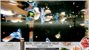 AZOO UITRA FRESH ROYAL GUPPY MIGNON PELLET FOR PUREBRED GUPPIES SWORDTAIL FISH MOLLY FISH SMALL OVOVIVIPAROUS FISH