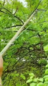 BB7 - Gunting Dahan Tarik Pisau Tali Pohon Alat Tanaman Peralatan Kebun Anti Karat Tree Pruner Gergaji