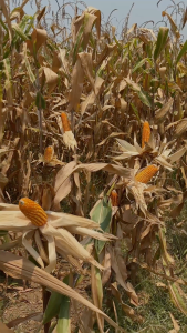 เซียนข้าวโพด 1แถม3  แก้น็อคนํ้า ใบเป็นสีม่วง ต้นแคระแกรน ช่วยเพิ่มผลผลิต รากและต้นแข็งแรง ฟักใหญ่