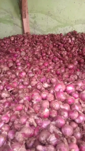 bawang merah SUPER asli garut 1kg ukuran sedeng rata ke atas