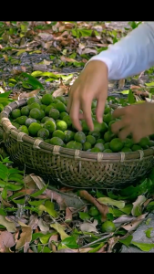 🌳[Hũ 1.5KG]🌳Sấu Ngâm Đường🍁 [Hàng Công Ty]🌳[Siêu Ngon]