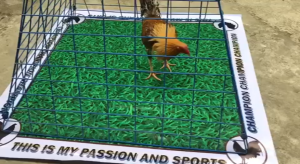 LIMBER MATTING FOR GAMEFOWL ROOSTER (4FTX4FT)