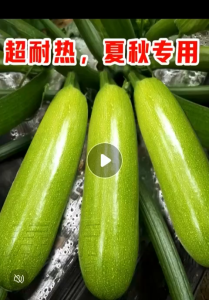 Benih Skuasy Zucchini (12 Seeds) /西葫芦籽 /Squash Zucchini Seeds