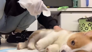 ถุงมืออาบน้ำแมว ถุงมือสัตว์เลี้ยงแบบใช้แล้วทิ้ง สุนัข 6ชิ้น/ห่อ ดูแลผิวสุนัขและแมว ช่วยยับยั้งแบคทีเรีย