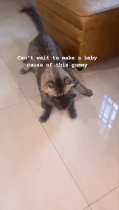 Vetpicurean Chubby Gummy MOM - Vitamin Anjing Kucing Hamil & Menyusui
