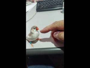 Magnifica Egg Bound Aid Liquid Supplement for Birds and Pigeons 15ml