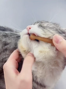 Bộ bàn chải đánh răng bằng silicon kèm kem đánh răng cho Chó Mèo Borammy (mẫu mới) - Love Pets Shop