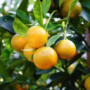 บ๊วยส้มจี๊ดอบชวงป่วย  ผลไม้อบแห้ง รสเปรี๊ยวอมหวาน ขนาด 500กรัม