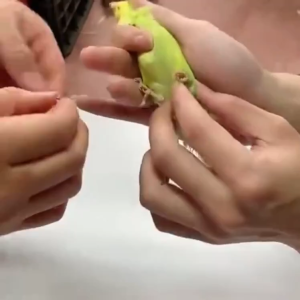 ห่วงขานก ห่วงนก อลูมิเนียม น้ำหนักเขา ทำเครื่องหมายนก ตกแต่งนก ชุด 5 ชิ้น ขนาด4mm 5mm 6mm นกกรงหัวจุก ฟอพัส หงหยก