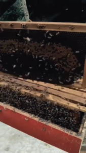 Madu Murni Randu 100% Asli Garansi Uang kembali 1/2 kg