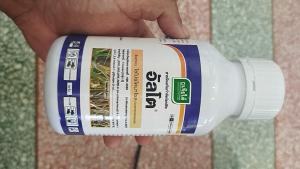 อัลโต 500cc เครื่องมือการเชื้อรา กุ้งแห้งพริก ผู้ชายแอนแทรก หมอน หมอนเลือด ออริ่ม กาบใบแห้ง ใบจุดเหลือง เมล็ดด่างข้าว ราคาบริการ 27,800 บาท