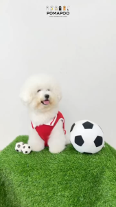 POMAPOO - Baju Kucing dan Baju Anjing Persib Persija Dan Timnas Tank