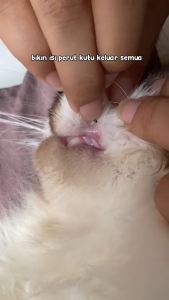 Obat kutu tetes untuk kucing ampuh buat kitten pembasmi kutu penghilang kutu kucing 10ml