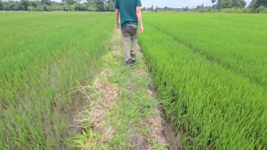 (พร้อมส่ง) หินบะซอลต์อัดเม็ด  ไมโครไมต์ หินภูเขาไฟธรรมชาติ สำหรับเพิ่มธาตุอาหาร