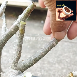 เทปพันกิ่งชวนชม กว้าง 1 นิ้ว ยาว 50 เมตร เทปติดตา เทปเสียบยอด เทปพันกิ่ง เทปพันกิ่งนั่งแท่น ไม้ดอกไม้ประดับและไม้ผล เทปขยายพันพืช