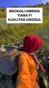 Benih Brokoli Hybrid TIARA F1 45 Biji Asli Cap Benih Inti Uggul Berkualitas