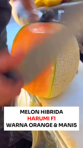 Benih Melon Hibrida HARUMI F1 7 Seed Cap Bunga Matahari Manis Buah Lebat