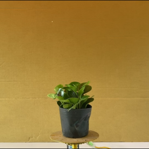 Cây Trường Sinh - Cây Kiểng Để Bàn