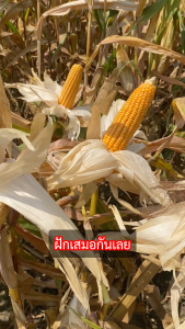 เซียนข้าวโพด 4ลิตร 1แถม2 แถมจับใบ แก้ใบเสีม่วง ต้นแคระแกรน ช่วยเพิ่มผลผลิต รากและต้นแข็งแรง ฟักใหญ่