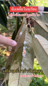 สารจับใบ เร่งการดูดซึมไบโอเอ็กซ์ฝาแดง สารจับแมลง สารจับใบ ช่วยเสริมฤทธิ์ยาป้องกันแมลง ลดราคาพิเศษ (ขนาด 1 ลิตร)
