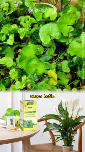Kapsul Pegagan Tazakka Suplemen Otak Smart Brain Original 60 kapsul