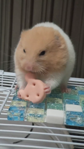 แผ่นหินเย็นของหนูแฮมสเตอร์ แผ่นคลายร้อนหนูแฮมสเตอร์ แผ่นเย็นสัตว์เลี้ยง สบายสุขภาพ ส่งไว