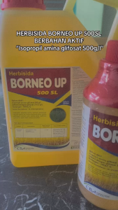 RACUN RUMPUT BORNEO UP 1L