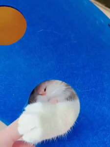 อุโมงค์แมว ของเล่นแมว อุโมงค์สัตว์เลี้ยง พับได้ ถอดซักได้