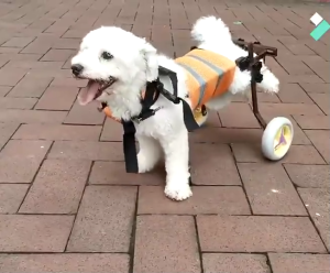 วีลแชร์สำหรับสุนัข รถเข็นสำหรับสัตว์เลี้ยง Dog Cat Wheelchair (ขาหลังเดินไม่ได้) เหมาะสำหรับสัตว์เลี้ยงน้ำหนัก 4-9 กก.