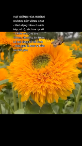 Hạt giống hoa hướng dương kép dễ trồng-gói 20 hạt-tặng kèm gói kích mầm