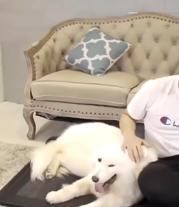 เปลสัตว์เลี้ยง ระบายอากาศความชื้นแบบยกสูง ที่นอนสุนัข เตียงระบายอากาศ ที่นอนสัตว์เลี้ยง