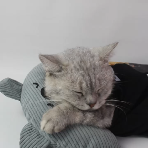 Bantal Tempat Tidur Kasur Kucing Anjing Murah Besar - Bukipet Dreamy Pillow