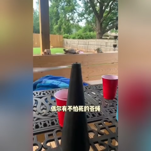 AKAPE - Fly Repellent Fan | Keep Flies and Bugs away from your Food without using Chemicals | Enjoy your Outdoor Meal without Bug Spray or Citronella Candles