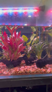 Cây Thuỷ Sinh (Lá Cạn) Gắn Sẵn Giá Thể Chỉ Cần Thả Vào Bể Trang Trí Hồ Thuỷ Sinh