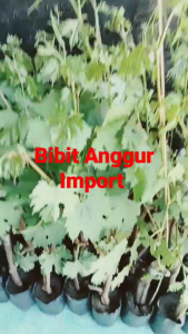 bersertifikat - bibit anggur jenis nn06 super