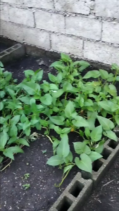 UPLAND KANGKONG Seeds-Oriental Green