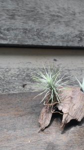 tillandsia funkiana x humbug (ionantha x paucifolia) with wood / gift set / 空气凤梨