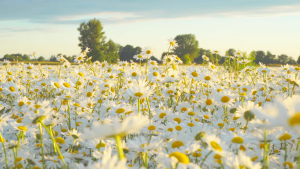 iMATCHME Chamomile Tea: Soothing Nerves, Promoting Sleep & Enhancing Beauty