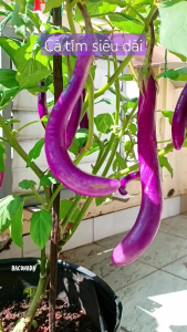 Hạt giống cà tím siêu dài đài loan- gói 0.3gram