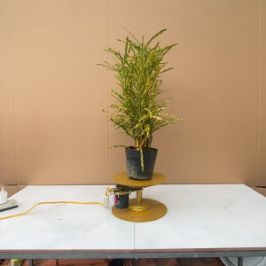 Cây Vàng Bạc Lá Nhỏ - Cây Đuôi Lươn Vàng Anh Đuôi Lươn