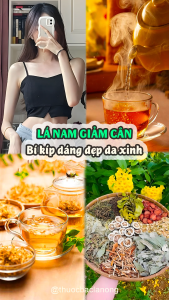 Lá nam giảm cân giảo sơn cúc liệu trình 15 gói giảm từ 2-4kg an toàn hiệu quả - Lãn Ông